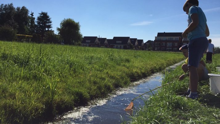 Kan een insect over water lopen?